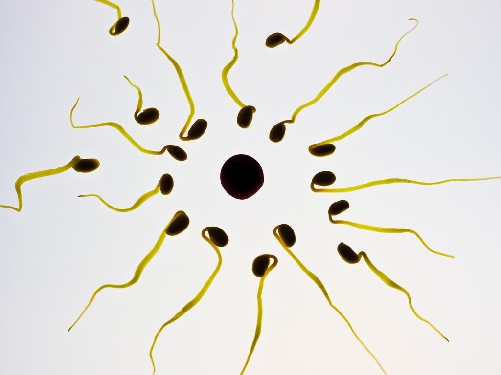 sperm, egg cell, fertilization-956481.jpg