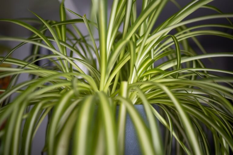 Spider Plant